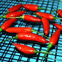 Chilli ready to Dry