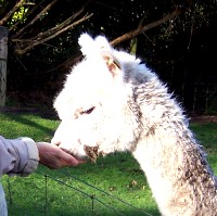 Feeding the Alpaca