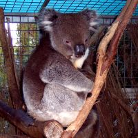 Koala