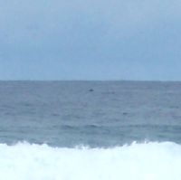 Whale seen from the Beach