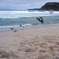 Gulls on the beach