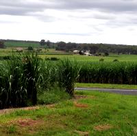 The sugar cane fields