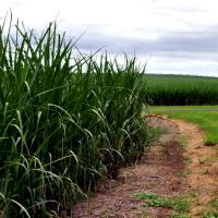 Nearby Sugar Cane Fields