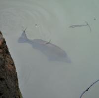 Fish in the dam